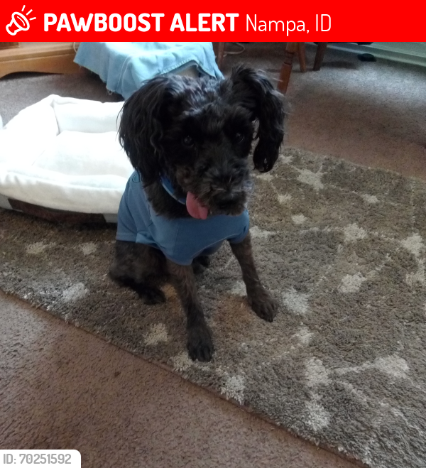 Lost Male Dog last seen Near S Canyon St , Nampa, ID 83651