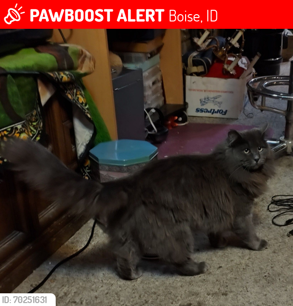 Lost Female Cat last seen C/vista, Boise, ID 83705