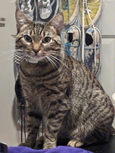 Lost Male Cat last seen CHESTER, LANCASTER, LAST SEEN NEAR THE HUMANE SOCIETY, Fort Worth, TX 76103