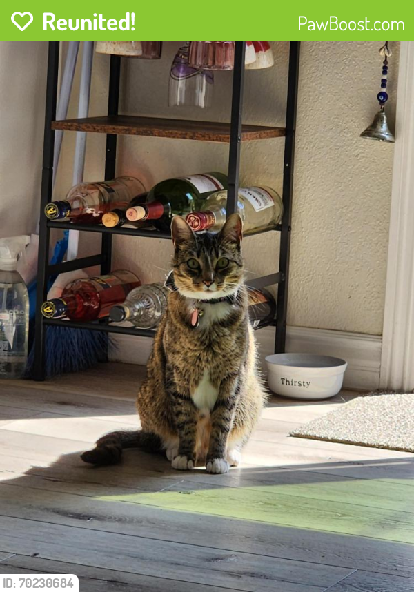Reunited Female Cat last seen Corner of Juniper St and 32nd St in South Park San Diego , San Diego, CA 92104