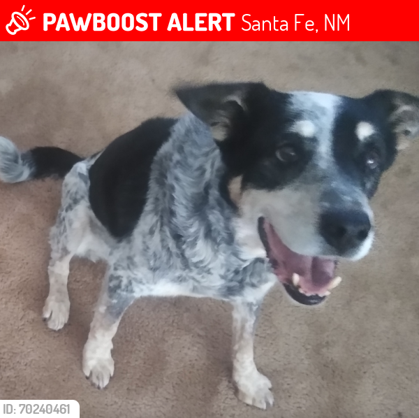 Lost Male Dog last seen Near trail Cross court (b/t Sun Mountain and Museum Hill), Santa Fe, NM 87505