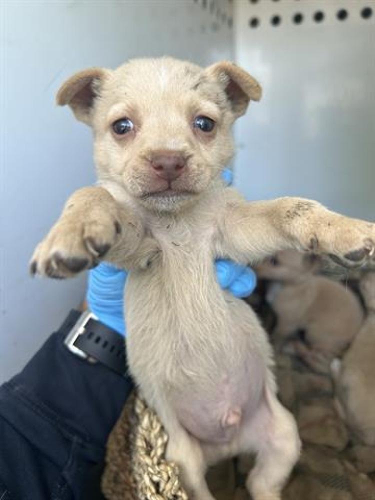 Shelter Stray Male Dog last seen Near BLK POTOMAC AVE, BAKERSFIELD, CA, Bakersfield, CA 93307