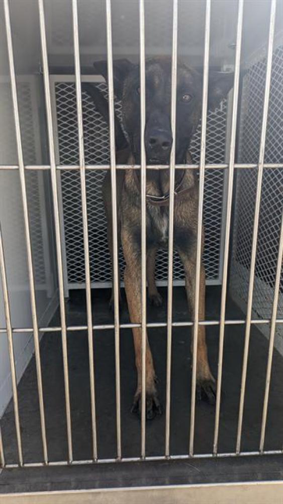 Shelter Stray Male Dog last seen Near BLOCK MAGNOLIA AVE, SHAFTER CA 93263, Bakersfield, CA 93308