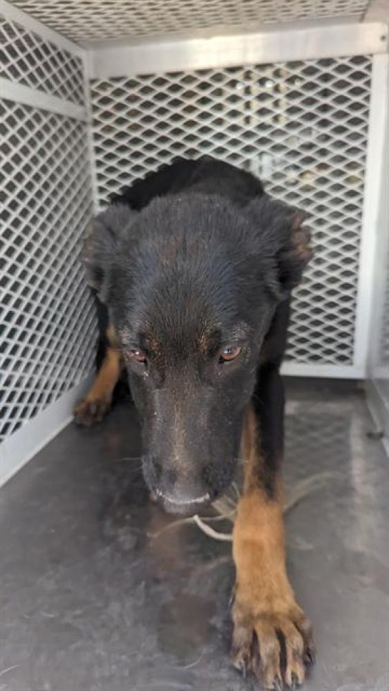 Shelter Stray Male Dog last seen Near BLOCK WASCO AVE, SHAFTER CA 93263, Bakersfield, CA 93308