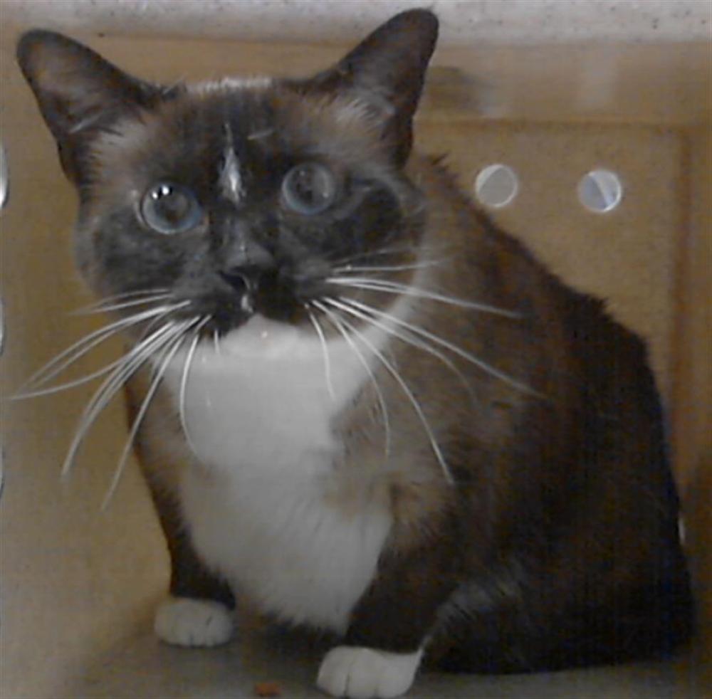 Shelter Stray Female Cat last seen Near BLOCK ESAU ST, Fayetteville, NC 28306