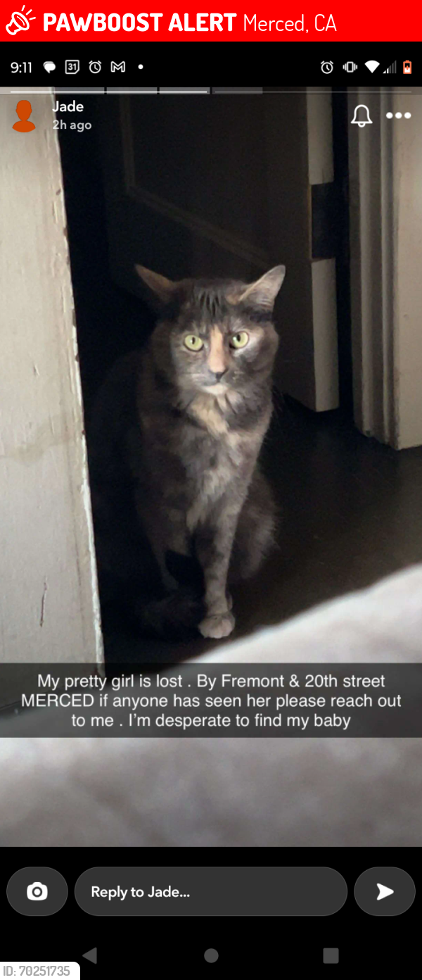 Lost Female Cat last seen Fremont elementary on West 20th Street , Merced, CA 95340