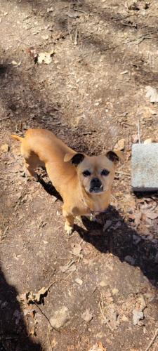 Lost Female Dog last seen Shady Grove Church, Lancing TN, Lancing, TN 37770