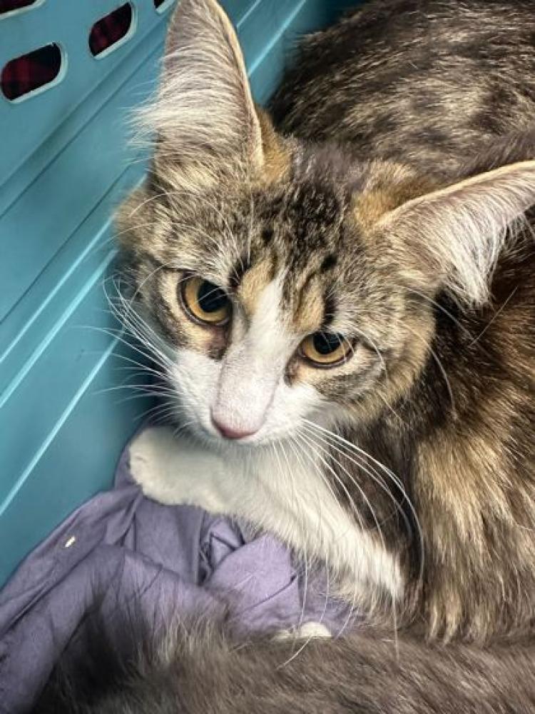 Shelter Stray Unknown Cat last seen Knoxville, TN 37912, Knoxville, TN 37919