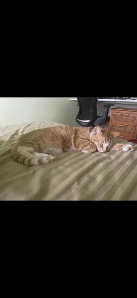 Shelter Stray Unknown Cat last seen ,  , Fishers, IN 46038