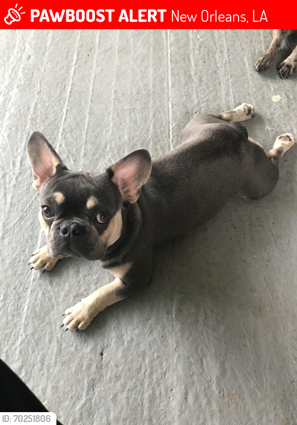 Lost Male Dog last seen Beck , New Orleans, LA 70131