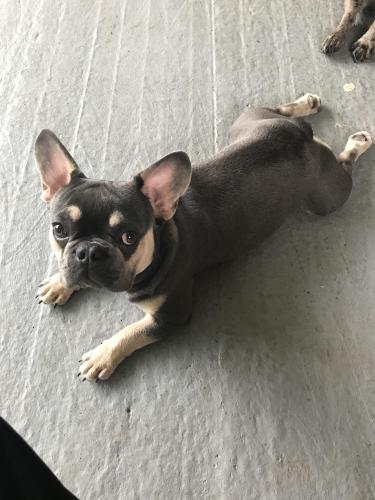 Lost Male Dog last seen Beck , New Orleans, LA 70131