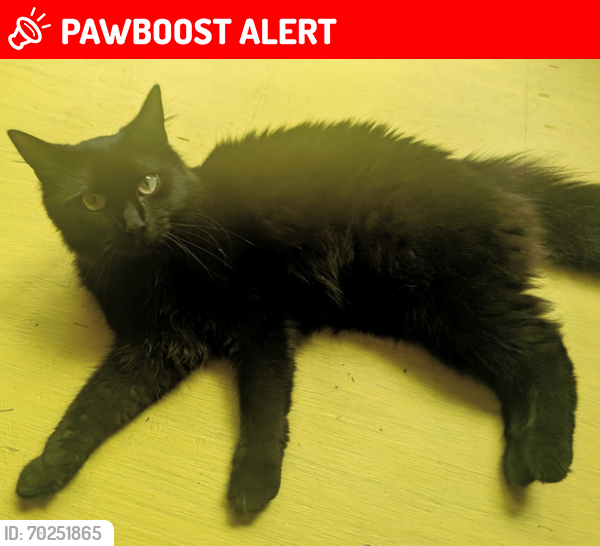 Lost Female Cat last seen County Rd S-1-493 and Fergusons Rd, Abbeville County, SC 29620