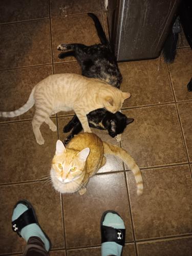 Lost Male Cat last seen West ave and Glen ivy dr, San Antonio, TX 78213