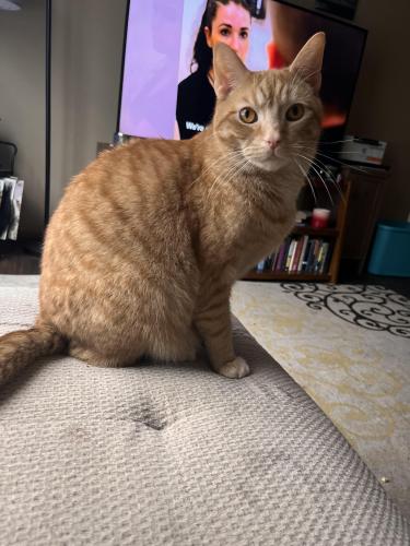 Lost Male Cat last seen Hoover Rd and Brown Run Rd, Grove City, OH 43123