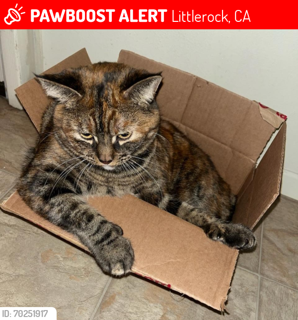Lost Female Cat last seen Pearblossom Highway, Littlerock, CA 93543
