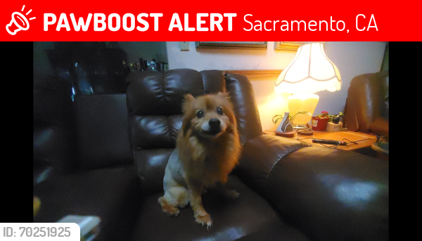 Lost Male Dog last seen Oak hollow and walerga , Sacramento, CA 95842