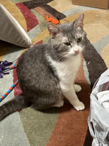 Lost Male Cat last seen Oxford Blvd/Westminster Pl, Round Rock, TX 78664