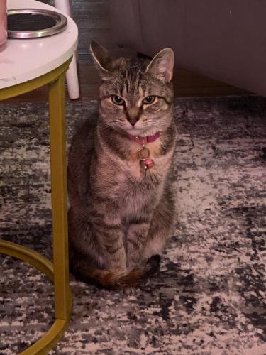 Lost Female Cat last seen Fairview Street and Woodvale Ave, Reading, PA 19606