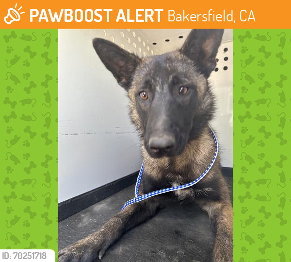 Shelter Stray Female Dog last seen Near BLK POTOMAC AVE, BAKERSFIELD, CA, Bakersfield, CA 93307