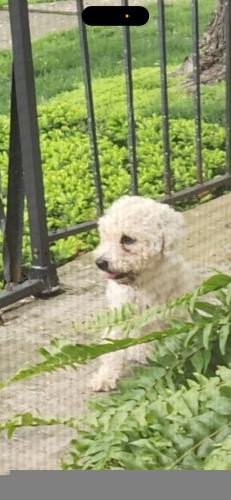Found/Stray Male Dog last seen Livingston and Bolton⁸, Columbus, OH 43232