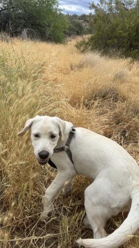 Lost Female Dog last seen Near e Osborn rd, Phoenix, AZ 85016