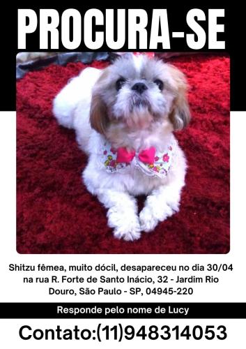 Lost Female Dog last seen Rua Maria scarabelli , Jardim Rio Douro, SP 04945-220