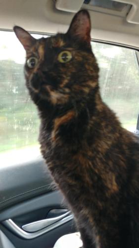 Lost Female Cat last seen Near Pursell Avenue,  Dayton,  Ohio, Dayton, OH 45420