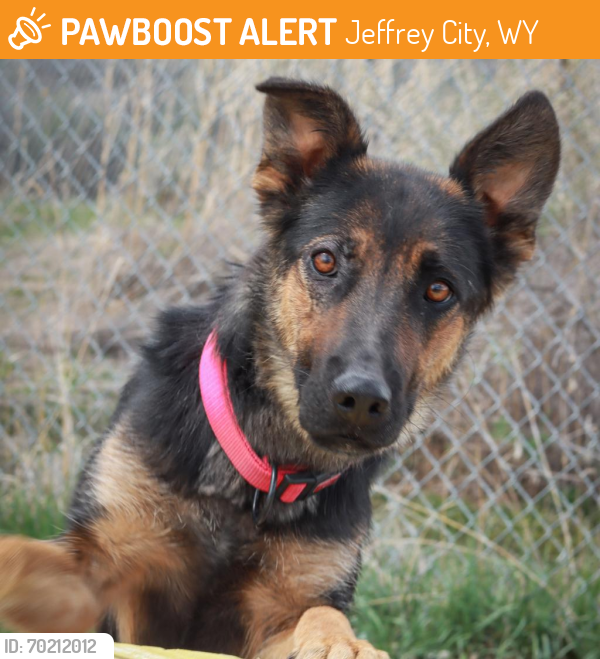 Shelter Stray Female Dog last seen , Jeffrey City, WY 82310