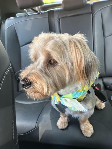 Lost Male Dog last seen Holly Springs Town Center near Starbucks , Holly Springs, NC 27540