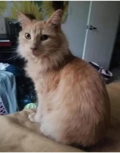 Lost Female Cat last seen Near main street, Redwood City, CA 94063