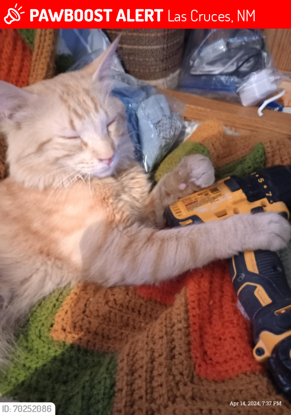 Lost Male Cat last seen Main and Idaho , Las Cruces, NM 88005