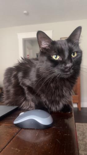 Lost Male Cat last seen Memphis Rd, Pearl Rd, Cleveland, OH 44109