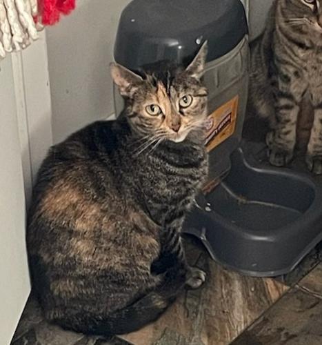 Lost Female Cat last seen Gender rd, Canal Winchester, OH 43110