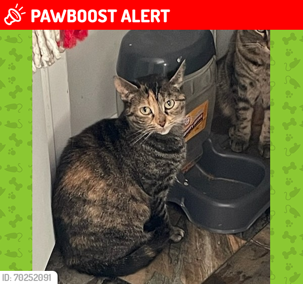 Lost Female Cat last seen Gender rd, Canal Winchester, OH 43110