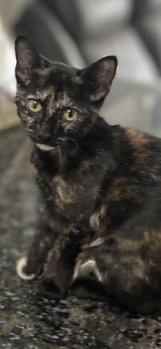 Lost Female Cat last seen 30th & Eagledale , Indianapolis, IN 46222