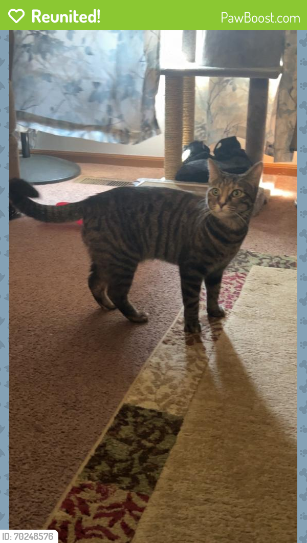 Reunited Female Cat last seen Crestwood Drive at the white townhouses, Willard, OH 44890
