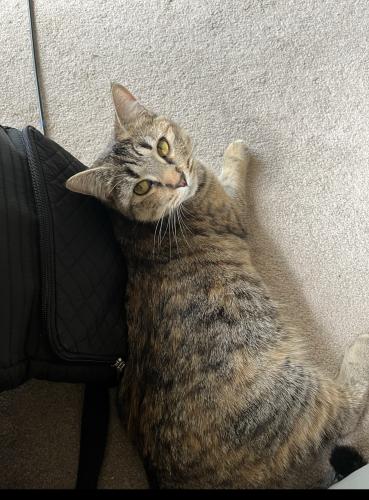 Lost Female Cat last seen In Mobile  Park usually doesnt wander further, El Cajon, CA 92021