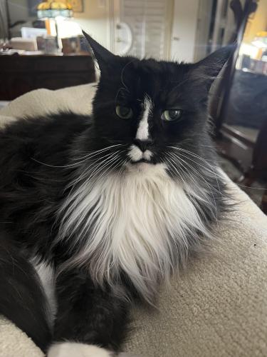Lost Male Cat last seen Parkhaven and Canyon Valley, Plano, TX 75075