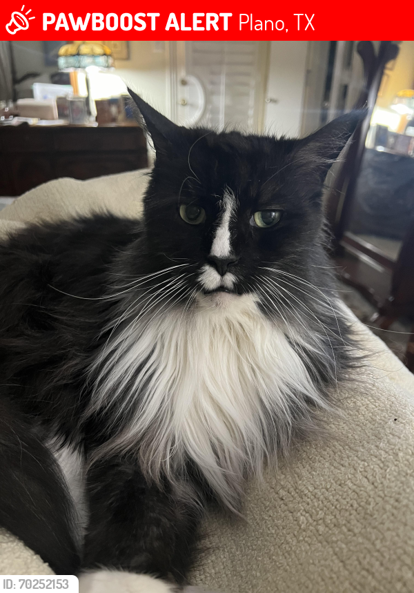 Lost Male Cat last seen Parkhaven and Canyon Valley, Plano, TX 75075