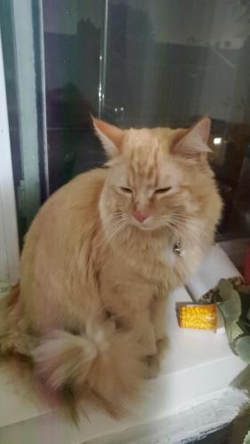 Lost Male Cat last seen Near 02 43rd , Queens, NY 11373