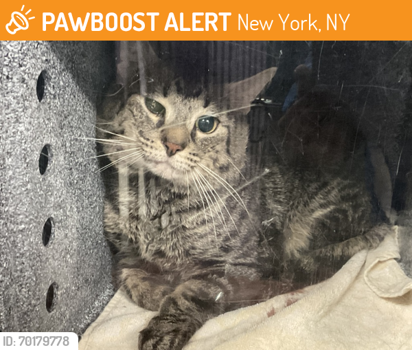 Shelter Stray Male Cat last seen Apt 4G,476 W 165th Street, NEW YORK, NY, 10032, New York, NY 10029