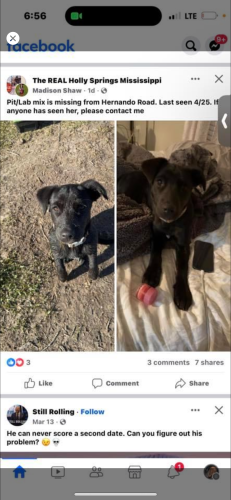 Lost Female Dog last seen Highway 78, Holly Springs, MS 38635