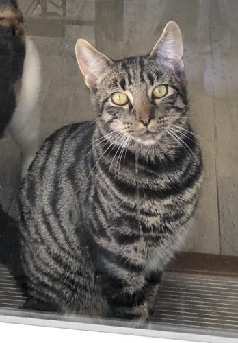 Lost Male Cat last seen Corporal Kennedy Street and 28th Rd., Bayside, NY, Queens, NY 11360