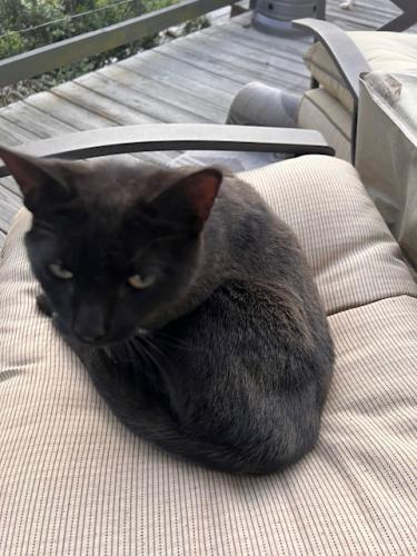 Lost Female Cat last seen Fairhaven and Willow , Atlanta, GA 30305