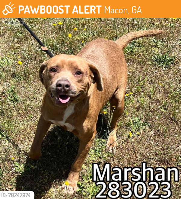 Shelter Stray Male Dog last seen MAR SHA DR, Macon, GA 31216