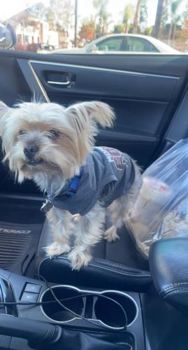 Lost Male Dog last seen Freeman Ave and 4th street , Long Beach, CA 90804