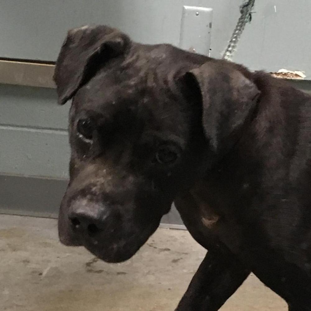 Shelter Stray Male Dog last seen , Greenville, SC 29609