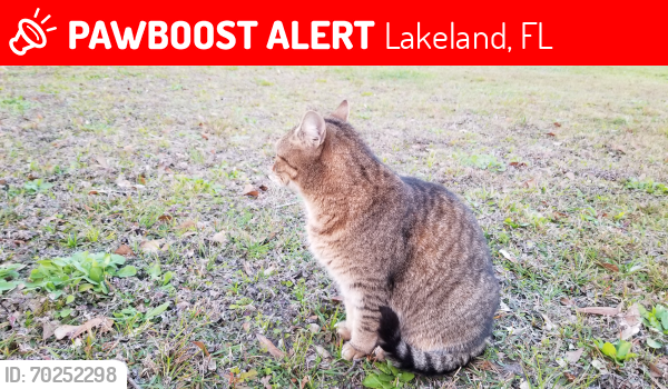 Lost Female Cat last seen Charlie Taylor rd, Lakeland, FL 33810