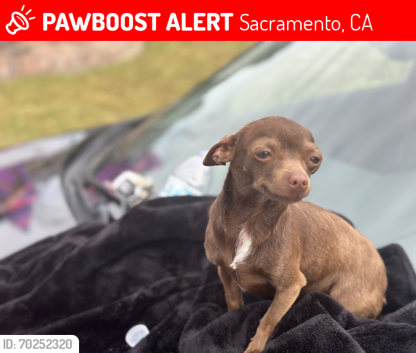 Lost Female Dog last seen Feather River Way, Sacramento, CA 95826