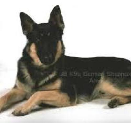 Lost Female Dog last seen airline store , Canon, GA 30520